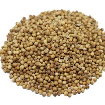 Coriander