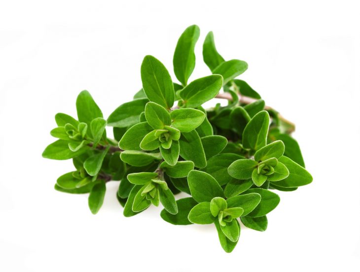 Bunch of marjoram isolated on white