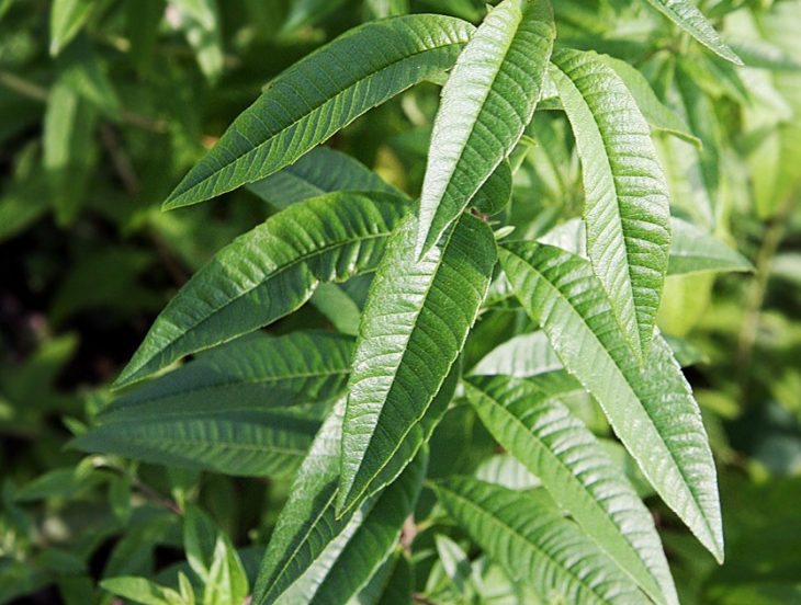 lemon-verbena